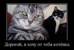 Смешные-коты.jpg