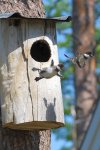 1454262666_16663610-r3l8t8d-850-baby-common-goldeneye-ducks-leaving-nest-flying-for-first-time.jpg