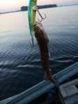 IMG_20160627_045110.jpg