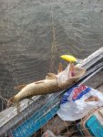 IMG_20161015_085241.jpg