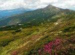 Говерла-і-Петрос.-Червона-рута.jpg