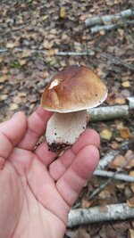 IMG_20201028_115140.jpg