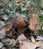 IMG_20201028_115222.jpg