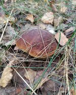 IMG_20201028_122048.jpg