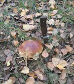 IMG_20201028_115600.jpg