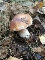 IMG_20201028_122721.jpg
