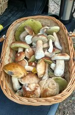 IMG_20201028_145520.jpg