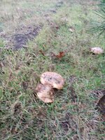 IMG_20211014_092328.jpg