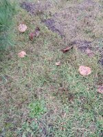 IMG_20211014_092316.jpg